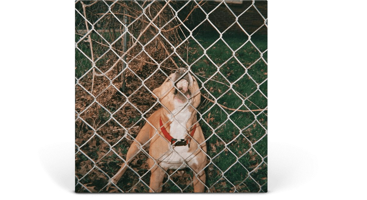 Knocked Loose : Pop Culture EP (Beer & Bone Vinyl w Evergreen Splatter Vinyl)