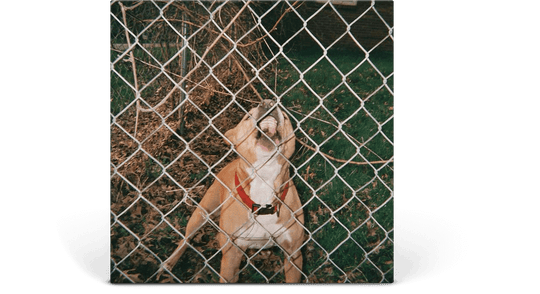 Knocked Loose : Pop Culture EP (Beer & Bone Vinyl w Evergreen Splatter Vinyl)