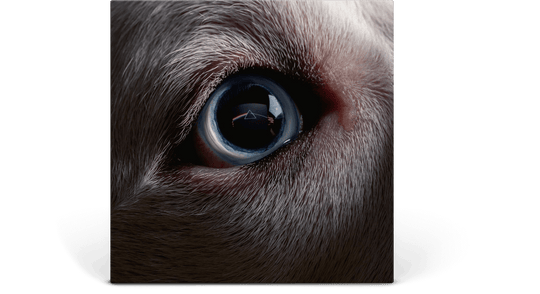 Roger Waters : The Dark Side of the Moon Redux (Ltd Transparent Blue Vinyl)