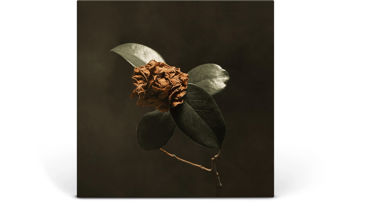 [Pre-Order [05/12] St. Paul & The Broken Bones : Young Sick Camellia (Ultra Clear Vinyl)