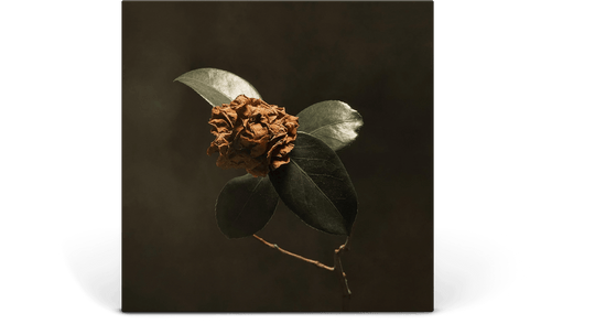 [Pre-Order [05/12] St. Paul & The Broken Bones : Young Sick Camellia (Ultra Clear Vinyl)